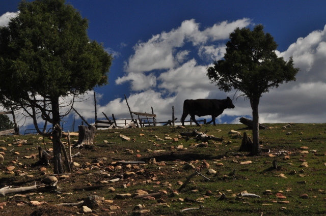cows on Echo Basin Rd